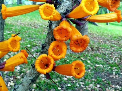 Cây Rà Đẹt Lửa,Cây Đại Khải,họ Núc nác, họ Chùm ớt,Radermachera ignea, cây Chua tay, cây Hóa thiêu hoa,cây rà đẹt, cây rà đẹt đền hùng, cây đại khải đền hùng, cây rọc rạch, cây rọc rạch lửa,Cây Rà Đẹt Lửa (Cây Đại Khải)