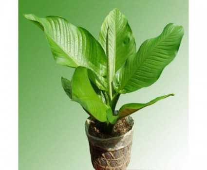Đại lan,Đại lan
