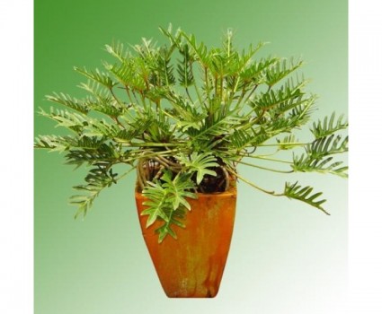 Trầu bà lá xẻ,trau ba la xe,trầu bà,trau ba,trầu bà khía,trầu bà chân vịt,cây ráy ngót,cây reo lá lách,Philodendron xanadu,Trầu bà lá xẻ