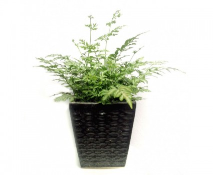 Dương xỉ xanh,Dương xỉ xanh