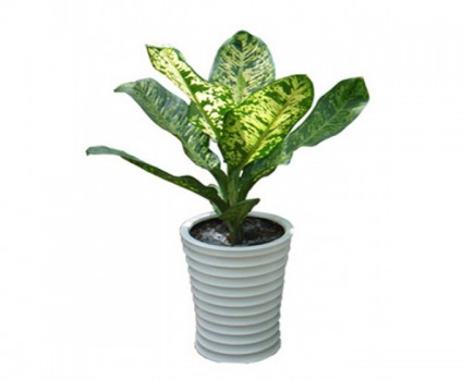 Danh dự,cây danh dự,họ ráy,họ môn,họ Chân bê,Araceae,cây nội thất,Danh dự