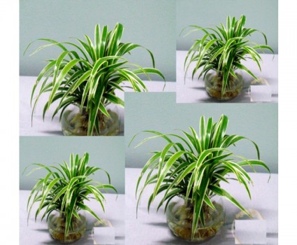 Cỏ lan chi,Cỏ lan chi