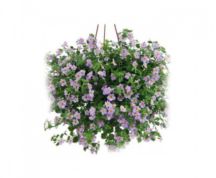 Hoa bông tuyết,Hoa bông tuyết