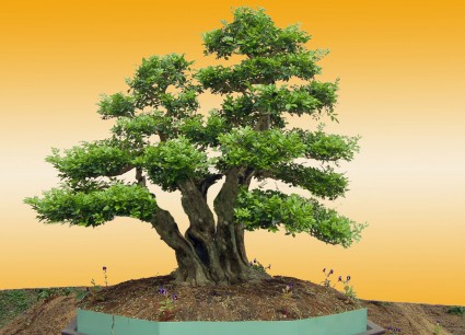 Mai chiếu thủy,Mai chiếu thủy