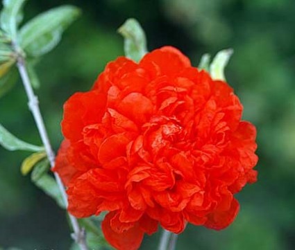 lựu hạnh,cây thừu lựu,cây hoa lựu, thạch lựu, lựu kép,Hoa lựu hạnh