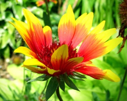 Cây hoa mật,Cây hoa Mật