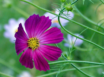 hoa cúc sao nháy,hoa bướm,hoa cánh bướm,hoa chuồn chuồn,hoa Cosmos,họ cúc,hoa cúc,họ hoa cúc,Asteraceae,Compositae,Cosmos,cây hoa cảnh,sinh vật cảnh,Cosmos bipinnatus,Hoa cúc sao nháy (hoa cánh bướm,hoa chuồn chuồn)
