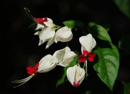 Hoa ngọc nữ,hoa ngoc nu,rồng nhả ngọc,tố nữ,lồng đèn,trinh nữ,Clerodendrum thomsoniae,Clerodendrum,họ hoa môi,cỏ roi ngựa,verbenaceae,lamiaceae,labiatae,Hoa ngọc nữ