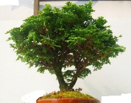 Trắc xoăn,cây trắc xoăn,trắc xoắn,tran xoan,cay trac xoan,hinoki,Chamaecyparis tempelhof,hoàng đàn,Cupressaceae,Cây Trắc xoăn