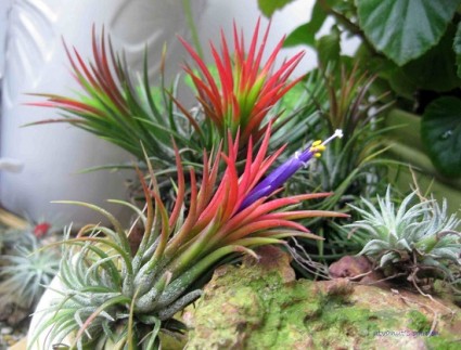 Cây Không khí,cay khong khi,Tillandsia,Air plant,Bromeliaceae,dứa,Cây Không khí