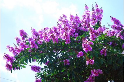 Cây bằng lăng,cay bang lang,bằng lăng tím,bang lang tim,bằng lăng nước,bang lang nuoc,bằng lăng trắng,chi tử vi,Lagerstroemia speciosa,Lagerstroemia,Lilas des Indes,Giant Crape-myrtle,Queen 's Crape-myrtle,Pride of India,Queen 's flower,Cây bằng lăng