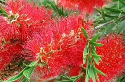 tràm bông đỏ,tram bong do,tràm liễu,tram lieu,liễu hoa đỏ,lieu hoa do,cây liễu,Callistemon citrinus,họ Trâm,Myrtaceae,Tràm bông đỏ - tràm liễu