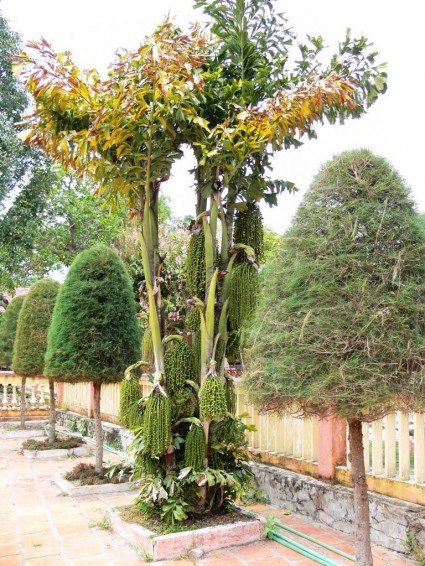 Cây đủng đỉnh,cay đùng đình,cay dung dinh,đùng đình,cây móc,Caryota mitis,họ cau,Arecaceae,Cây đủng đỉnh