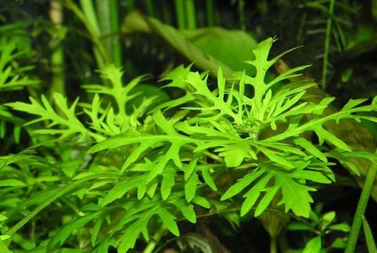 Thủy cúc,cây thủy cúc,thuy cuc,cây thủy sinh,Hygrophila difformis,Acanthaceae,Hygrophila,Thủy cúc