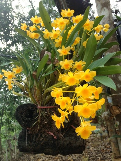 lan hoàng lạp,hoàng lạp,hoàng thảo hoàng lạp,hoàng lan,nến vàng,thủy tiên hoàng lạp,Dendrobium chrysotoxum,hoa lan,phong lan,Hoa lan hoàng lạp