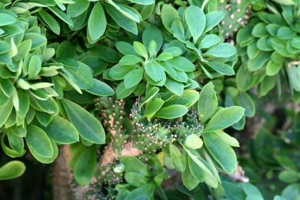 Xương rồng ngọc lân,xương rồng rào,xương rồng ta,xương rồng,cay xuong rong,Euphorbia neriifolia,họ Đại kích,họ Thầu dầu,Euphorbiaceae,Xương rồng ngọc lân