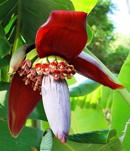 Cây chuối,chuối,chuối lùn,chuối tiêu,chuối tiêu lùn,chuối goòng,chuối mật,chuối ngự,chuối sáp,chuối trăm nải,chuối dại,chuối rừng,chuối xiêm,chuối cơm lửa,chuối cau lửa,chuối trứng,chuối tây,chuối chà,chuối xiêm mật,chuối mít,chuối bột,chuối gạo,chuối cảnh,banana,musa,các loài chuối,các giống chuối,kỹ thuật trồng chuối,chuối hột,tác dụng chữa bệnh của chuối hột,musaceae,Cây chuối