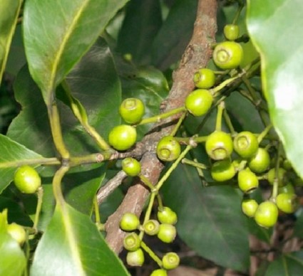 Cây vối,vối,vối kê,vối nếp,vối tẻ,vối trâu,vối quế,Cleistocalyx nervosum,họ Đào kim nương,Myrtaceae,tác dụng của cây vối,bài thuốc từ cây vối,cây vối chữa bệnh,tác dụng chữa bệnh của cây vối,nước vối,Cây Vối