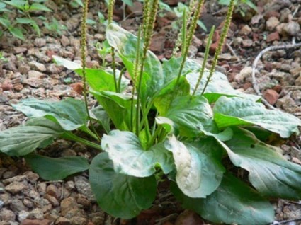 Cây mã đề,mã đề,mã đề lớn,mã đề trồng,bông mã đề,xa tiền,xa tiền thảo,su ma,nhả én dứt,nằng cháy mia,plantago major,plantaginaceae,cây làm thuốc,cây y học,cây chữa bệnh,bài thuốc từ cây mã đề,Mã đề