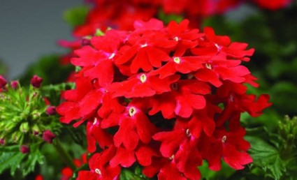 Hoa vân anh,hoa đẹp,ý nghĩa hoa vân anh,Hoa Vân Anh