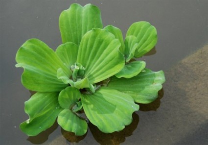 Bèo cái,Pistia stratiotes,họ ráy,Araceae,tác dụng của bèo cái,bèo cái trong y học,cây thủy sinh,Bèo cái