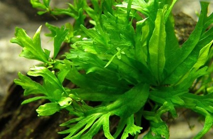 Dương xỉ sừng hươu,cây thủy sinh,cây dương xỉ,microsorum pteropus windelov,Dương xỉ sừng hươu