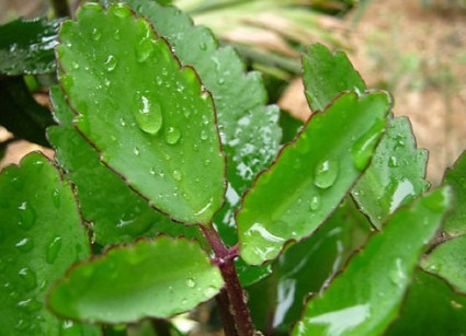 Cây lá bỏng,cây sống đời,hoa sống đời,cây thuốc bỏng,cây bỏng nổ,cây trường sinh,cây lạc địa sinh căn,Kalanchoe pinnata,Bryophyllum calycinum,Bryophyllum pinnatum,cây chữa bệnh,cây chữa bỏng,cây ngày Tết,ý nghĩa hoa sống đời,Cây lá bỏng (sống đời)