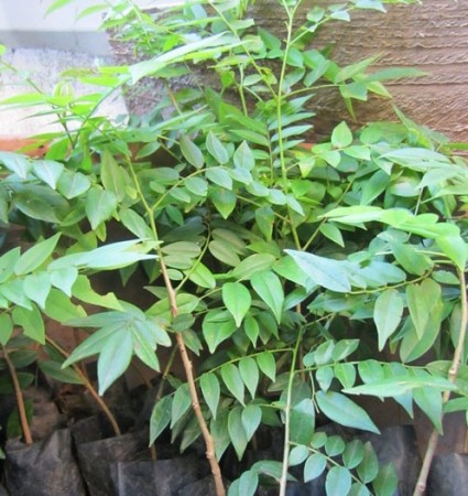 Mắc mật,cây mắc mật,cây móc mật,hồng bì núi,hồng bì,củ khỉ, dương tùng,Clausena indica,Mắc mật