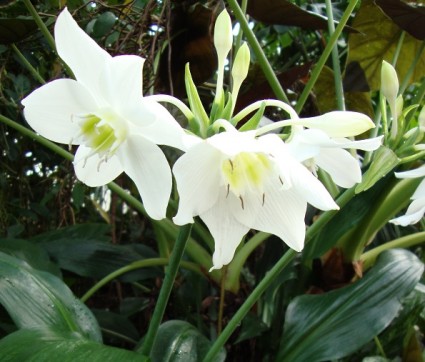 Hoa ngọc trâm,ngọc trâm,Amazon Lily,cây hoa đẹp,Hoa ngọc trâm