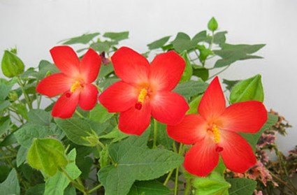 Sâm bố chính,vông vang,bố chính sâm,thổ hào sâm,sâm báo,Abenmoschus moschatus ssp. tuberosus (Span.) Borss,cây sâm,nhân sâm,cây y học,cây thuốc nam,Sâm bố chính (thổ hào sâm)