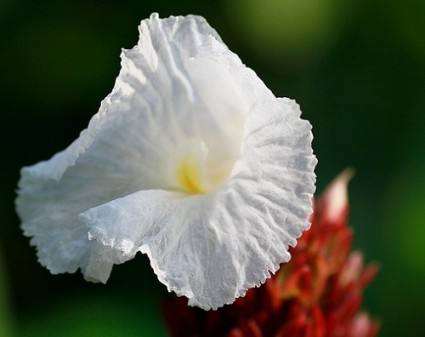 Mía dò,cát lồi, đọt đắng,đọt hoàng,tậu chó,củ chóc,sẹ vòng,sẹ vòng trổ,Costus speciosus,Mía dò