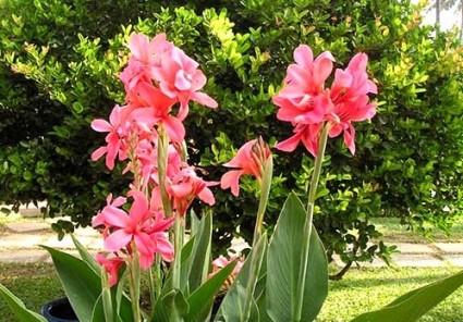 Cây dong cảnh,cây dong,Cây dong cảnh