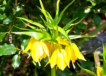 Hoa vương miện,hoa vương miện hoàng đế,Crown Imperial,Fritillaria Imperialis,Fritillaria,Liliaceae,họ hoa Lily,hoa Hà Lan,Hoa Vương miện hoàng đế (Crown Imperial)