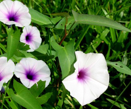 Rau muống,Ipomoea aquatica,họ bìm bìm,Convolvulaceae,cây thủy sinh,tác dụng của rau muống,trường hợp không ăn rau muống,bài thuốc từ rau muống,Rau muống