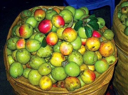 Táo mèo,rượu táo mèo,cây táo mèo,tác dụng của rượu táo mèo,cách ngâm rượu táo mèo,táo mèo ngâm mật ong,táo mèo mật ong,cây ăn quả,cây chua chát,Docynia indica,chi Táo mèo,Docynia,họ Hoa hồng,Rosaceae,Táo mèo