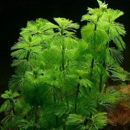 Rong lá ngò,tiềm liên,Cabomba caroliniana,cây thủy sinh,Rong lá ngò (tiềm liên)