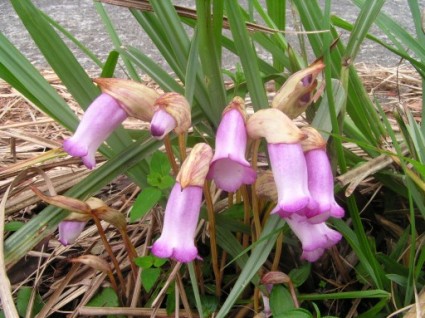 lệ dương,cây tai đất ấn,cây tai đất,cây dã cô,dã cô,họ lệ dương,họ cỏ chổi,Orobanchaceae,tác dụng của cây tai đất,bài thuốc từ cây tai đất,Lệ dương (dã cô,tai đất ấn)