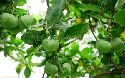 cây bàng vuông,Lecythidales, họ lộc vừng, họ Lecythidaceae, Mammea asiatica L., cây bàng trường sa, cay bang vuong, cây bàng bí, Barringtonia asiatica (L.) Kurz, cây chiếc bàng,,Cây Bàng Vuông