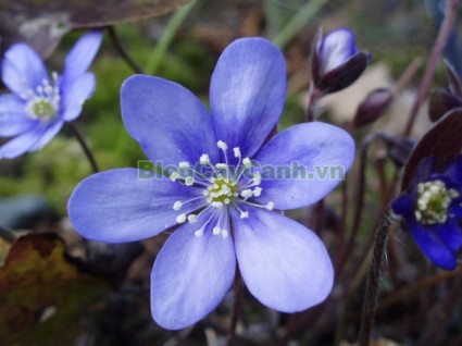 cây lá gan, công dụng cây lá gan, cây lá gan chữa bệnh, cay la gan, planto hepato,,Cây Lá Gan