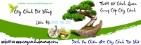 caycanhdanang.com,cây cảnh đà nẵng,cay canh da nang,mua bán cây cảnh,hoa cảnh,sinh vật cảnh,hòn non bộ,TP Đà Nẵng,Nhận chăm sóc cây cảnh, trồng cây sần vườn, biệt thự, công trình, resort, mua bán cây cảnh tại Đà Nẵng, Quảng Nam, thiết kế sân vườn tại Đà Nẵng