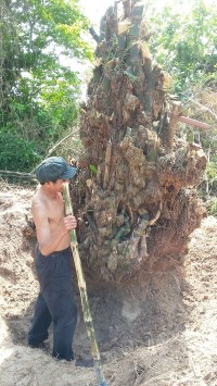 bán gốc tre 100 tuổi,cây cảnh,mua bán cây cảnh,hoa cảnh,sinh vật cảnh,hòn non bộ,Toàn quốc,bán gốc tre 100 tuổi