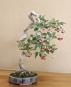 Bonsai Nhật Bản,mua bán cây cảnh,hoa cảnh,sinh vật cảnh,hòn non bộ,Toàn quốc,Tìm hiểu về nền bonsai Nhật Bản