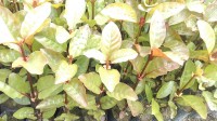 gáo vàng,bán cây gáo vàng,mua bán cây cảnh,hoa cảnh,sinh vật cảnh,hòn non bộ,Toàn quốc,Bán cây gáo vàng