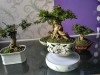 airbonsai, cây phong thủy, kim thanh mai,mua bán cây cảnh,hoa cảnh,sinh vật cảnh,hòn non bộ,TP Hồ Chí Minh,Bán Airbonsai đẹp độc lạ
