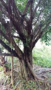 bán cây sanh,Cây sanh đẹp,gốc cây sanh phôi,cây cảnh sân vườn, cây sanh phôi,mua bán cây cảnh,hoa cảnh,sinh vật cảnh,hòn non bộ,Toàn quốc,Hiện tại tôi có 30 gốc cây sanh (gốc phôi) 3 năm tuổi cần bán