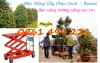 bàn nâng cây cảnh,bàn nâng chậu cảnh,bàn nâng cây chậu cảnh,Bàn nâng hạ cây chậu cảnh - Nâng hạ cây cảnh, chậu cảnh sẽ không còn vất vả nữa