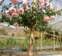 Cây Hoa Hồng Thân Gỗ - Tree Rose